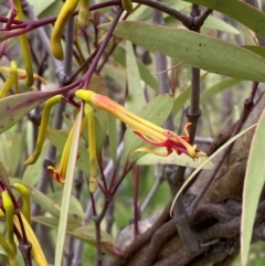 Muellerina eucalyptoides (Creeping Mistletoe) at Garran, ACT - 29 Dec 2023 by Tapirlord