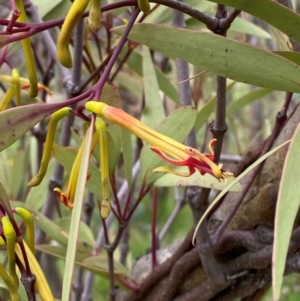 Muellerina eucalyptoides at Red Hill Nature Reserve - 29 Dec 2023