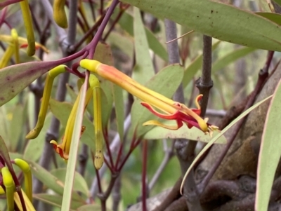 Muellerina eucalyptoides (Creeping Mistletoe) at Red Hill Nature Reserve - 29 Dec 2023 by Tapirlord