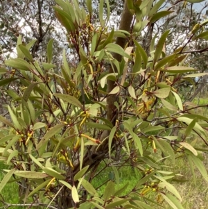 Muellerina eucalyptoides at Red Hill Nature Reserve - 29 Dec 2023 05:25 PM