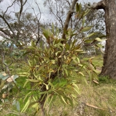 Muellerina eucalyptoides at Red Hill Nature Reserve - 29 Dec 2023 05:25 PM