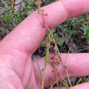 Haloragis heterophylla at Red Hill Nature Reserve - 29 Dec 2023 05:23 PM