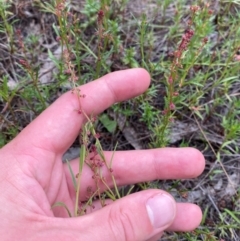 Haloragis heterophylla at Red Hill Nature Reserve - 29 Dec 2023 05:23 PM