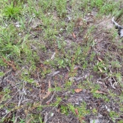 Haloragis heterophylla at Red Hill Nature Reserve - 29 Dec 2023 05:23 PM