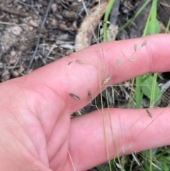 Eragrostis brownii (Common Love Grass) at Red Hill Nature Reserve - 29 Dec 2023 by Tapirlord