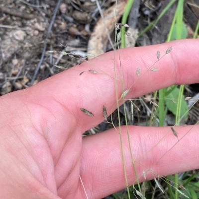 Eragrostis brownii (Common Love Grass) at Garran, ACT - 29 Dec 2023 by Tapirlord