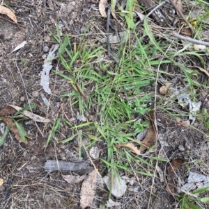 Eragrostis brownii at Red Hill Nature Reserve - 29 Dec 2023 05:23 PM