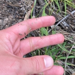 Eragrostis brownii at Red Hill Nature Reserve - 29 Dec 2023 05:23 PM