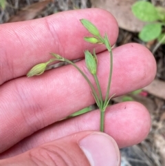 Hypericum gramineum (Small St Johns Wort) at Red Hill Nature Reserve - 29 Dec 2023 by Tapirlord