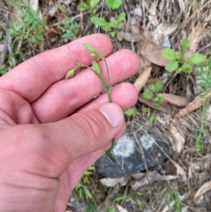 Hypericum gramineum at Red Hill Nature Reserve - 29 Dec 2023 05:20 PM