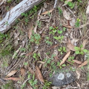 Hypericum gramineum at Red Hill Nature Reserve - 29 Dec 2023 05:20 PM