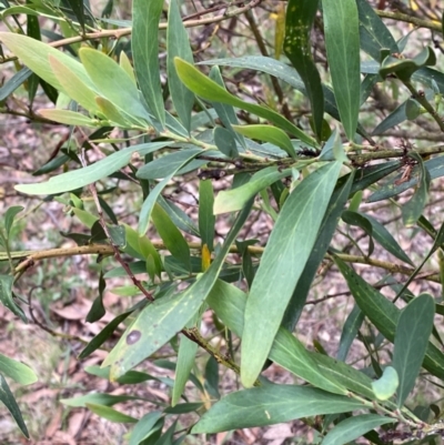 Daviesia mimosoides subsp. mimosoides at Garran, ACT - 29 Dec 2023 by Tapirlord