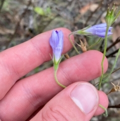Wahlenbergia stricta subsp. stricta (Tall Bluebell) at Garran, ACT - 29 Dec 2023 by Tapirlord