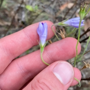 Wahlenbergia stricta subsp. stricta at Red Hill Nature Reserve - 29 Dec 2023