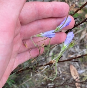 Wahlenbergia stricta subsp. stricta at Red Hill Nature Reserve - 29 Dec 2023 05:17 PM