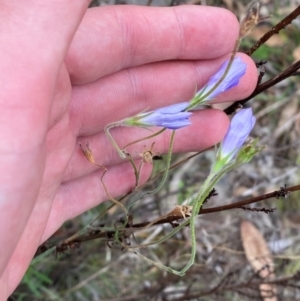 Wahlenbergia stricta subsp. stricta at Red Hill Nature Reserve - 29 Dec 2023