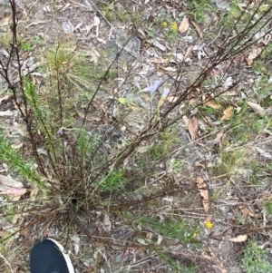 Wahlenbergia stricta subsp. stricta at Red Hill Nature Reserve - 29 Dec 2023 05:17 PM