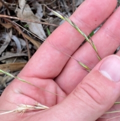 Rytidosperma racemosum var. racemosum at Red Hill Nature Reserve - 29 Dec 2023