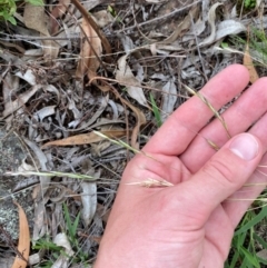 Rytidosperma racemosum var. racemosum at Red Hill Nature Reserve - 29 Dec 2023