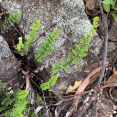 Cheilanthes distans (Bristly Cloak Fern) at Garran, ACT - 29 Dec 2023 by Tapirlord