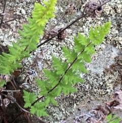 Cheilanthes distans at Red Hill Nature Reserve - 29 Dec 2023