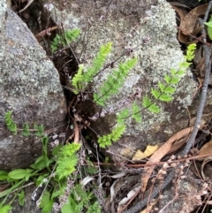 Cheilanthes distans at Red Hill Nature Reserve - 29 Dec 2023