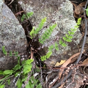 Cheilanthes distans at Red Hill Nature Reserve - 29 Dec 2023