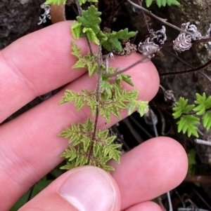 Cheilanthes distans at Red Hill Nature Reserve - 29 Dec 2023