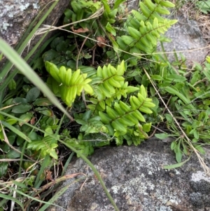 Pellaea calidirupium at Red Hill Nature Reserve - 29 Dec 2023