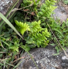 Pellaea calidirupium (Hot Rock Fern) at Red Hill, ACT - 29 Dec 2023 by Tapirlord