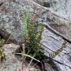 Pellaea calidirupium at Red Hill Nature Reserve - 29 Dec 2023