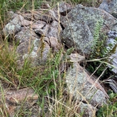 Pellaea calidirupium at Red Hill Nature Reserve - 29 Dec 2023 05:07 PM