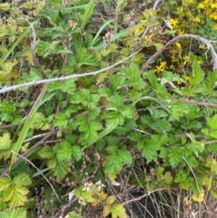 Rubus parvifolius (Native Raspberry) at Red Hill Nature Reserve - 29 Dec 2023 by Tapirlord