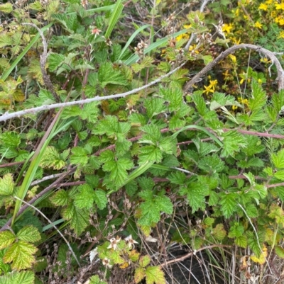 Rubus parvifolius (Native Raspberry) at Garran, ACT - 29 Dec 2023 by Tapirlord