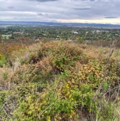 Rubus parvifolius at Red Hill Nature Reserve - 29 Dec 2023