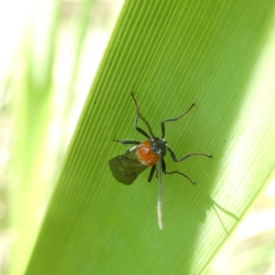 Rayieria basifer (Braconid-mimic plant bug) at Flea Bog Flat to Emu Creek Corridor - 7 Feb 2024 by JohnGiacon