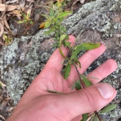 Hibbertia obtusifolia (Grey Guinea-flower) at Red Hill Nature Reserve - 29 Dec 2023 by Tapirlord