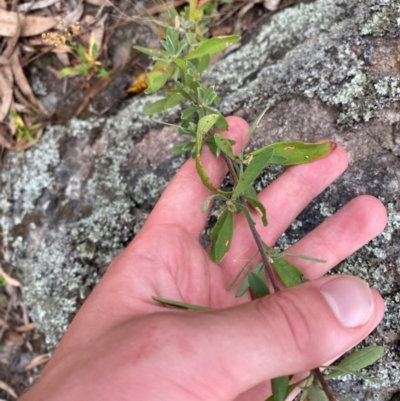 Hibbertia obtusifolia (Grey Guinea-flower) at Garran, ACT - 29 Dec 2023 by Tapirlord