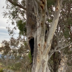 Eucalyptus rossii (Inland Scribbly Gum) at Garran, ACT - 29 Dec 2023 by Tapirlord