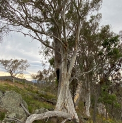 Eucalyptus rossii at Red Hill Nature Reserve - 29 Dec 2023