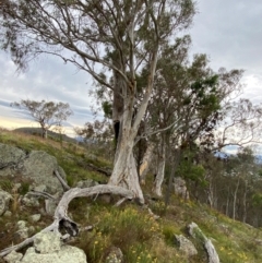 Eucalyptus rossii at Red Hill Nature Reserve - 29 Dec 2023