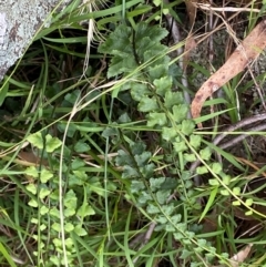 Asplenium flabellifolium (Necklace Fern) at Garran, ACT - 29 Dec 2023 by Tapirlord