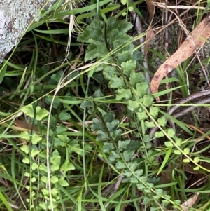 Asplenium flabellifolium at Red Hill Nature Reserve - 29 Dec 2023 05:11 PM