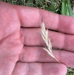 Rytidosperma racemosum var. racemosum (Striped Wallaby Grass) at Red Hill, ACT - 29 Dec 2023 by Tapirlord