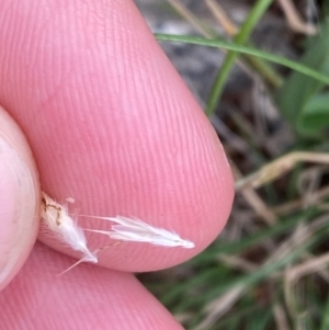 Rytidosperma racemosum var. racemosum at Red Hill, ACT - 29 Dec 2023