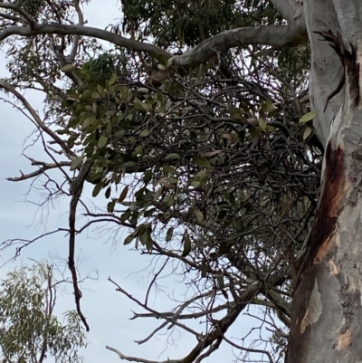 Muellerina eucalyptoides (Creeping Mistletoe) at Red Hill, ACT - 29 Dec 2023 by Tapirlord