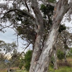Muellerina eucalyptoides at Red Hill Nature Reserve - 29 Dec 2023 04:53 PM