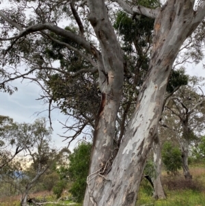 Muellerina eucalyptoides at Red Hill Nature Reserve - 29 Dec 2023