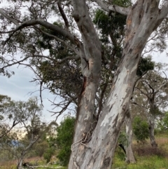 Muellerina eucalyptoides at Red Hill Nature Reserve - 29 Dec 2023