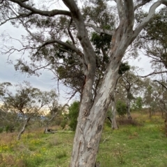 Muellerina eucalyptoides at Red Hill Nature Reserve - 29 Dec 2023 04:53 PM